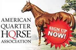 American Quarter Horse Association